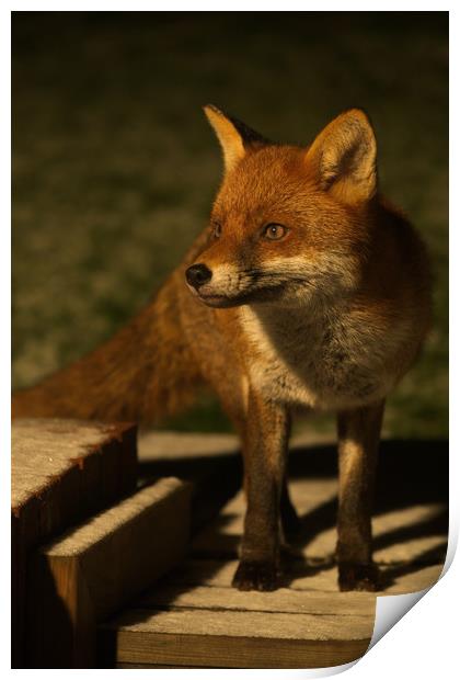 The Wild Red Fox Print by rawshutterbug 