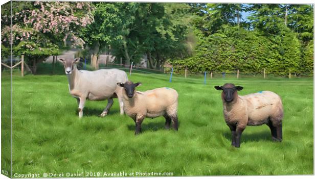 3 Sheep Canvas Print by Derek Daniel