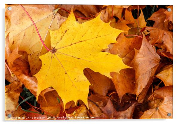Stand out from the crowd | Autumn leaves Acrylic by Chris Warham