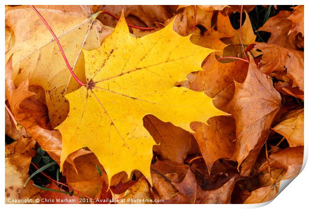 Stand out from the crowd | Autumn leaves Print by Chris Warham