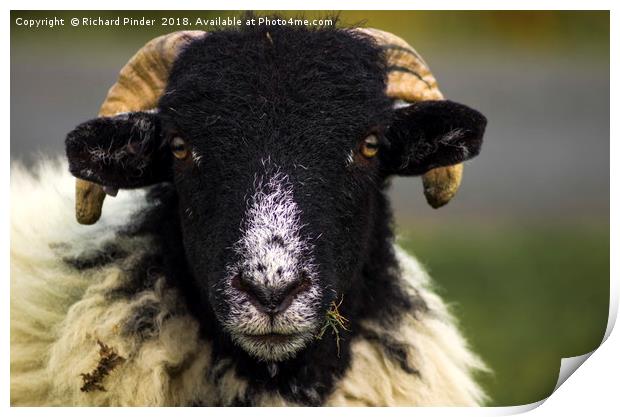 Swaledale Sheep Print by Richard Pinder