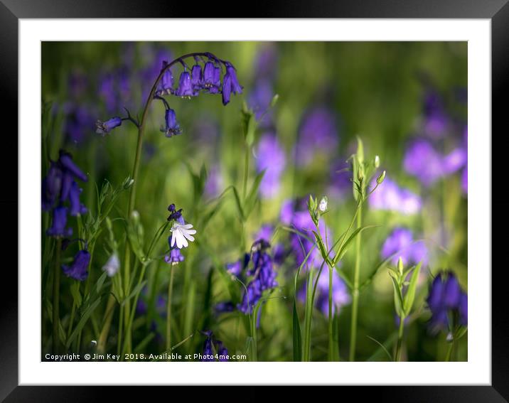 Down in the Bluebell Wood Framed Mounted Print by Jim Key