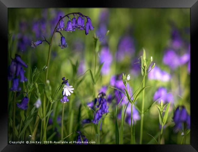 Down in the Bluebell Wood Framed Print by Jim Key