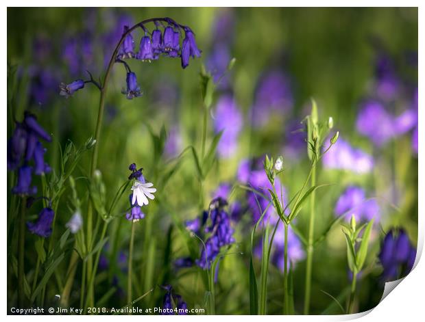 Down in the Bluebell Wood Print by Jim Key