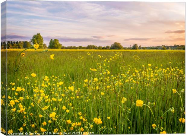 Buttercups in Summer Canvas Print by Jim Key