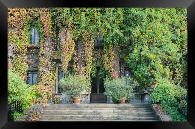 Building entrance covered in overgrown ivy Framed Print by Alexandre Rotenberg