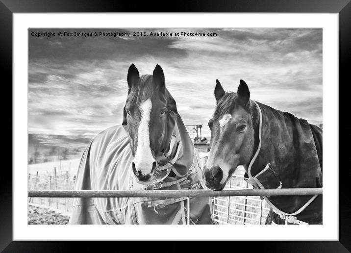 Horses in birtle lancashire Framed Mounted Print by Derrick Fox Lomax