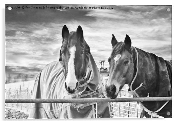 Horses in birtle lancashire Acrylic by Derrick Fox Lomax