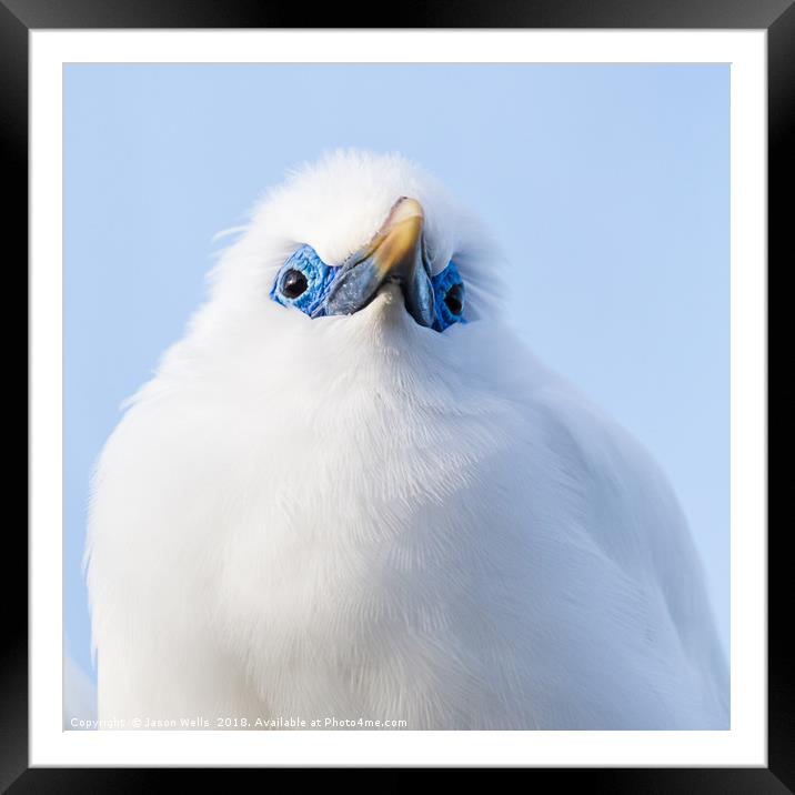 Close up of a Bali starling Framed Mounted Print by Jason Wells