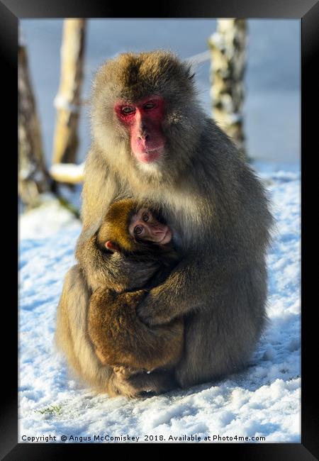 Japanese macaque (snow monkey) with young Framed Print by Angus McComiskey