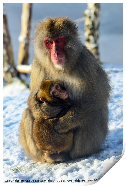 Japanese macaque (snow monkey) with young Print by Angus McComiskey