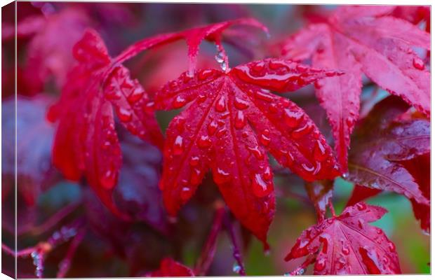 Acer palmatum leaf commonly know as Japanese Maple Canvas Print by Phil Page