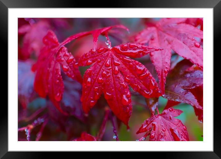 Acer palmatum leaf commonly know as Japanese Maple Framed Mounted Print by Phil Page