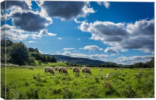 Grazing Sheep in Rothbury Canvas Print by Phil Page