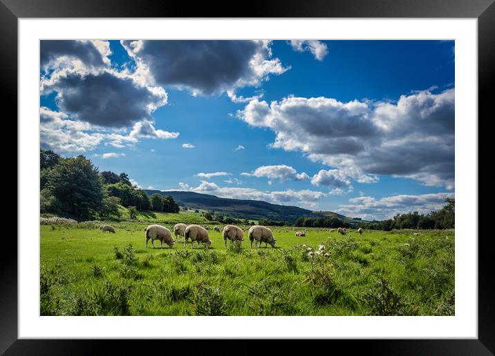 Grazing Sheep in Rothbury Framed Mounted Print by Phil Page