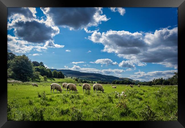 Grazing Sheep in Rothbury Framed Print by Phil Page