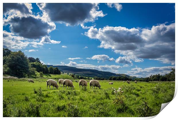 Grazing Sheep in Rothbury Print by Phil Page