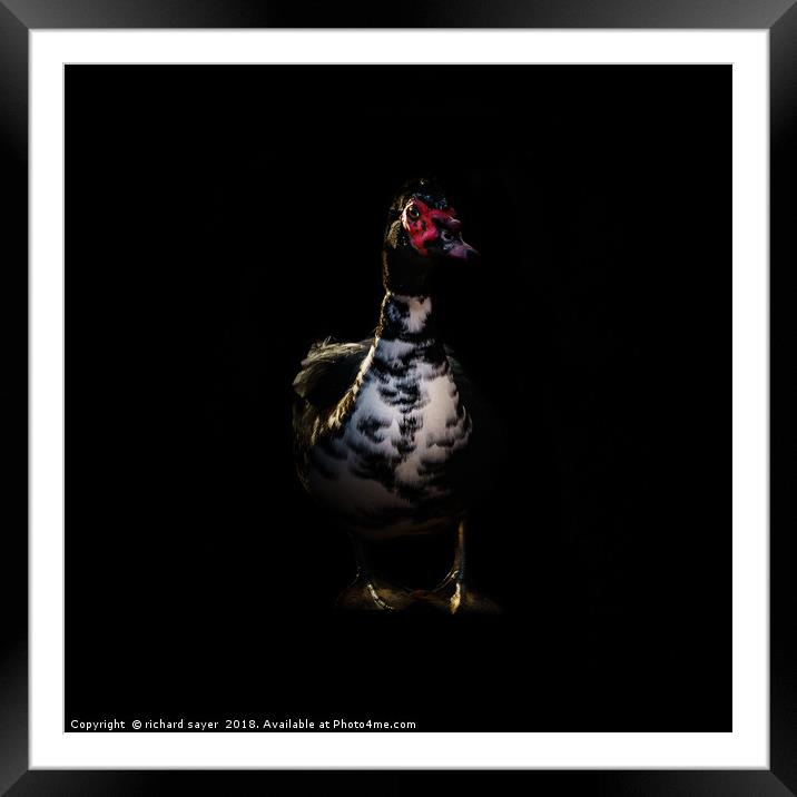 Muscovy Duck Portrait Framed Mounted Print by richard sayer