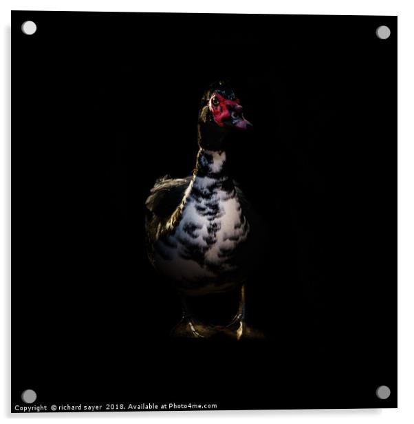 Muscovy Duck Portrait Acrylic by richard sayer
