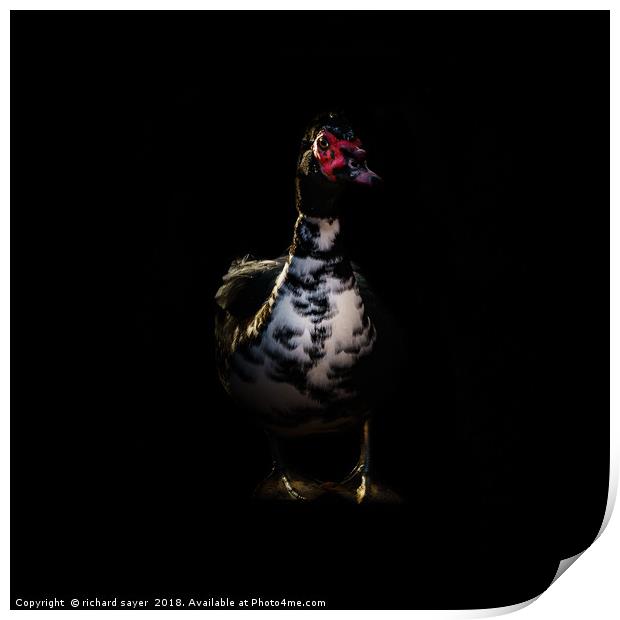 Muscovy Duck Portrait Print by richard sayer