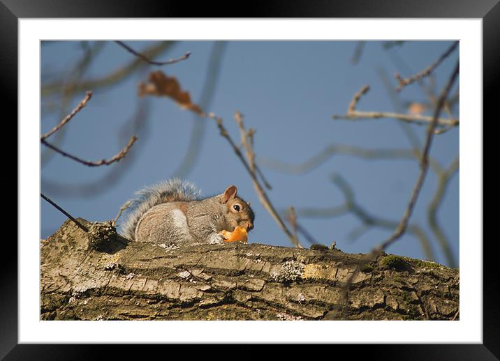 Squirrel with orange Framed Mounted Print by Peter Elliott 