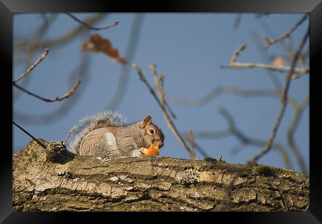 Squirrel with orange Framed Print by Peter Elliott 