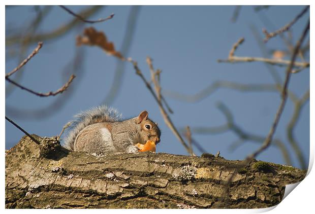 Squirrel with orange Print by Peter Elliott 