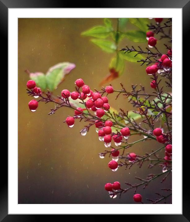 Berries In rain Framed Mounted Print by Clive Eariss