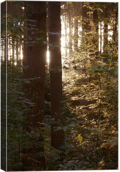 Sunrise through the wood's 2 Canvas Print by David Woollands