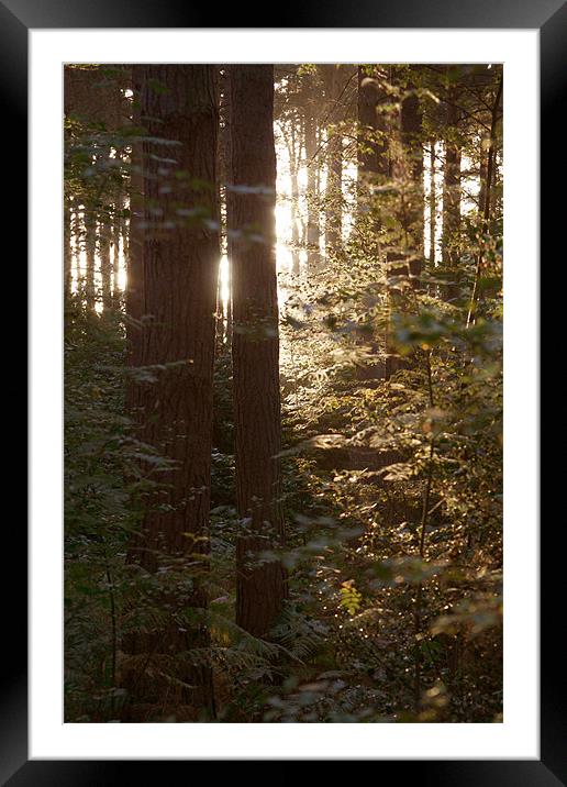 Sunrise through the wood's 2 Framed Mounted Print by David Woollands