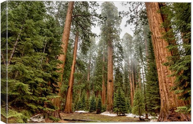 Sequoias in the Fog Canvas Print by Belinda Greb
