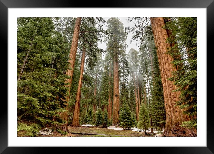 Sequoias in the Fog Framed Mounted Print by Belinda Greb