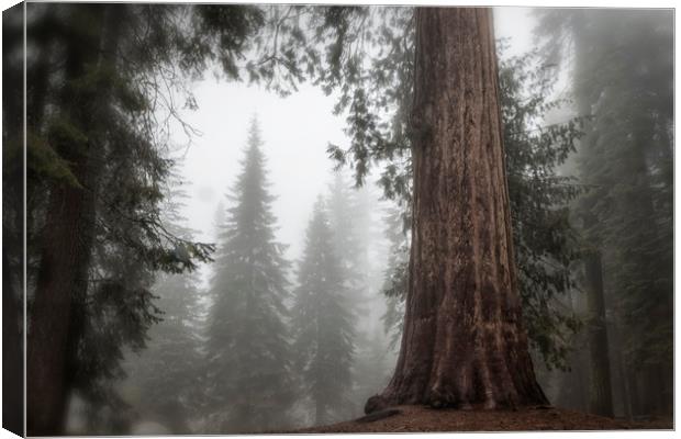 A Giant in the Fog Canvas Print by Belinda Greb