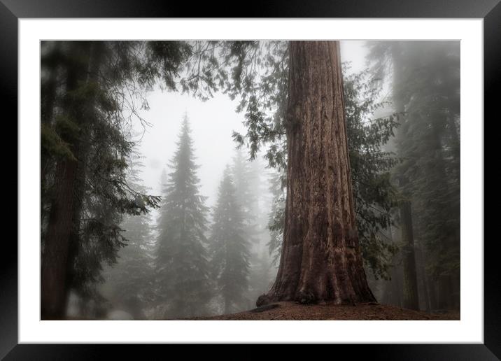 A Giant in the Fog Framed Mounted Print by Belinda Greb