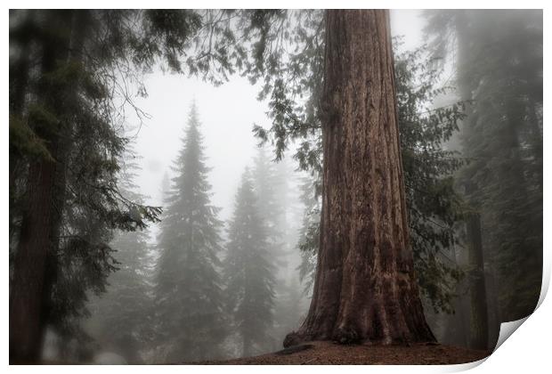 A Giant in the Fog Print by Belinda Greb