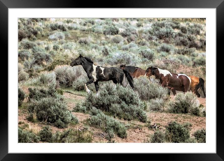 A Day in the Lives of South Steens Wild Horses, No Framed Mounted Print by Belinda Greb