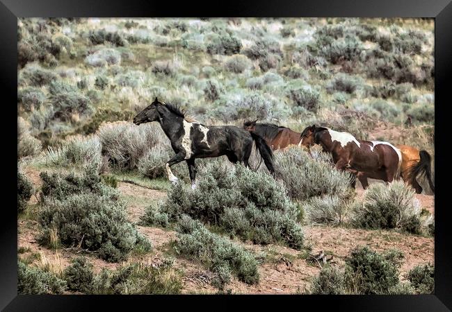 A Day in the Lives of South Steens Wild Horses, No Framed Print by Belinda Greb
