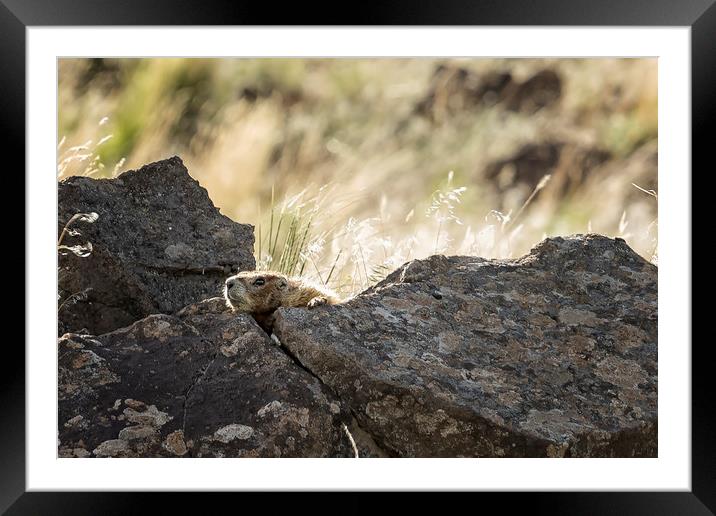 Yellow Bellied Marmot At Its Lookout, No.2 Framed Mounted Print by Belinda Greb
