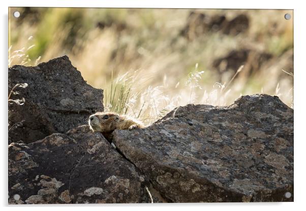 Yellow Bellied Marmot At Its Lookout, No.2 Acrylic by Belinda Greb