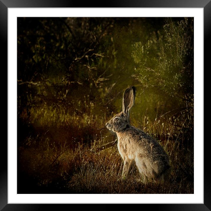 Hare Framed Mounted Print by Belinda Greb
