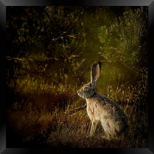 Hare Framed Print by Belinda Greb
