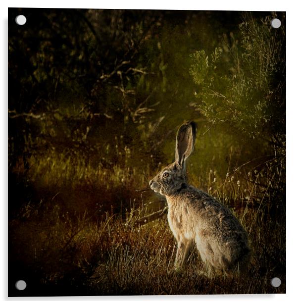 Hare Acrylic by Belinda Greb