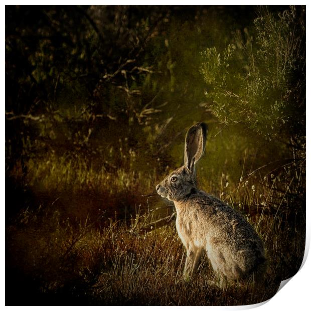 Hare Print by Belinda Greb