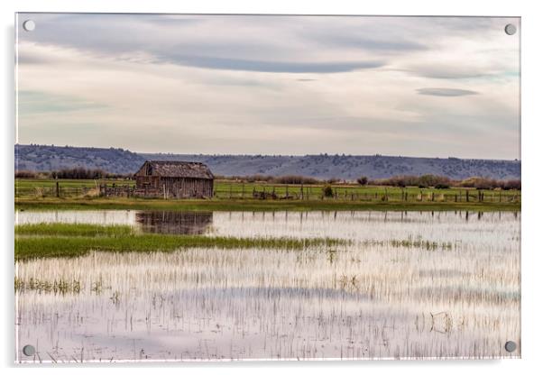Old Shed on Marsh Acrylic by Belinda Greb