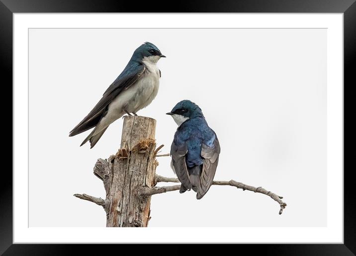 Tree Swallow times Two Framed Mounted Print by Belinda Greb