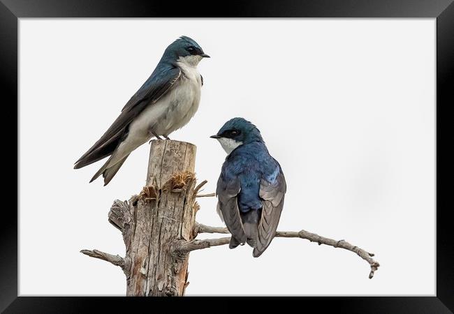 Tree Swallow times Two Framed Print by Belinda Greb