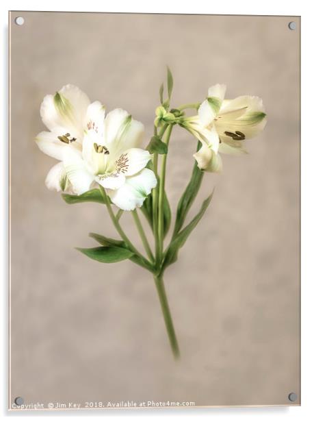 White Lily Acrylic by Jim Key