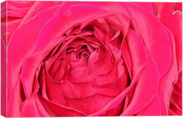 flower of the heart Canvas Print by steven clifton