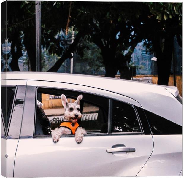 Cute dog on open window of a car Canvas Print by Alexandre Rotenberg