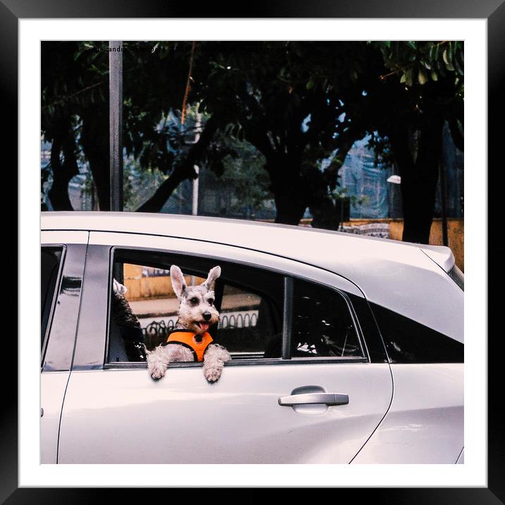 Cute dog on open window of a car Framed Mounted Print by Alexandre Rotenberg